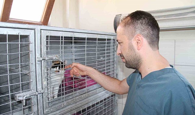 Elazığ Belediyesi Geçici Hayvan Bakım Merkezinde 6 yılda 14 bin 987 hayvan tedavi edildi