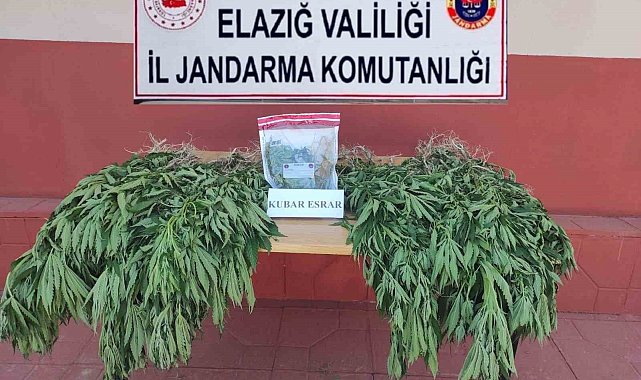 Elazığ'da 462 kök kenevir bitkisi ele geçirildi