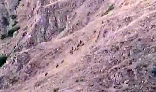 Elazığ'da aç kalan domuzlar bahçeleri talan etti