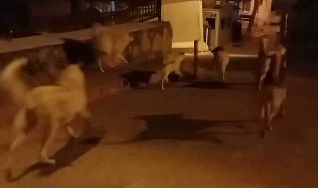 Elazığ'da başıboş köpekler 150 tavuğu telef etti