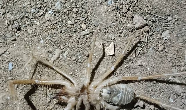 Elazığ'da et yiyen 'Sarıkız örümceği' görüldü