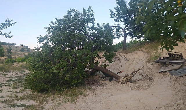 Elazığ'da fırtına ağaçları kökünden söktü