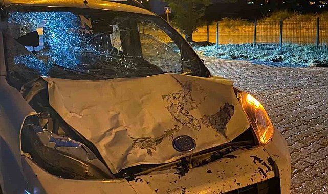 Elazığ'da hafif ticari aracın çarptığı inek telef oldu