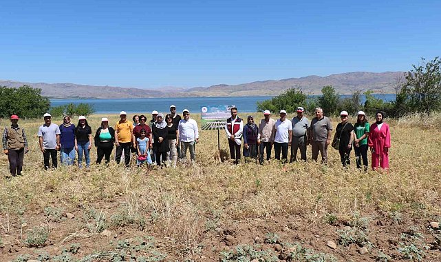 Elazığ'da kadın çiftçiler nohut hasadına başladı