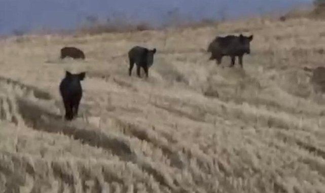 Elazığ'da yaban domuzları görüntülendi