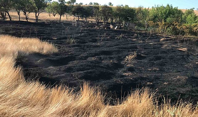 Elazığ'daki bahçe yangınında 10 dönüm alan zarar gördü