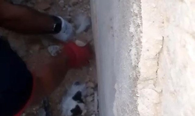 Enkaz altında kalan kedi yavrularını itfaiye kurtardı
