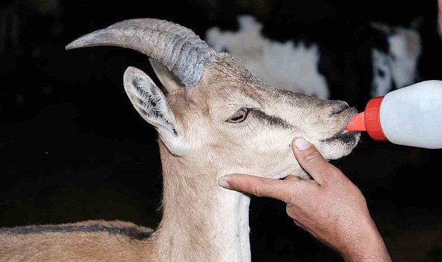 Erzincan'da buldukları yaralı yaban keçisini kendi keçi sürülerine katarak beslediler