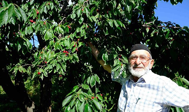 Erzincan'da daha önce görülmemiş kiraz rekoltesi