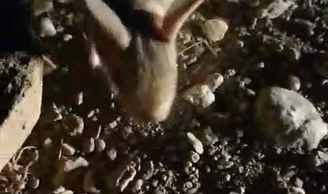 Erzincan'da kanguru faresine benzeyen Arap tavşanı görüntülendi