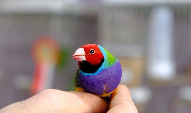 Erzincan'da kiraladığı dairede dünyaca ünlü egzotik kuşları yetiştiriliyor