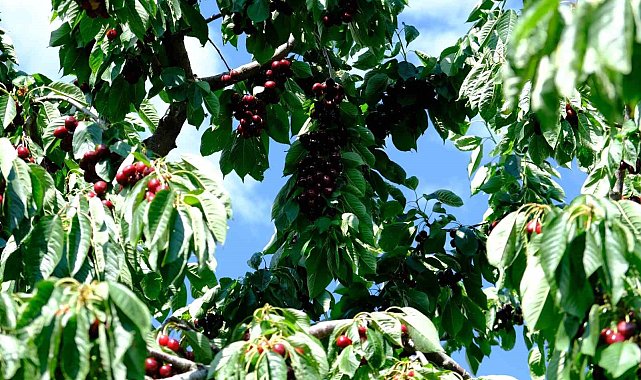 Erzincan'da kiraz ağacından düşme vakaları arttı