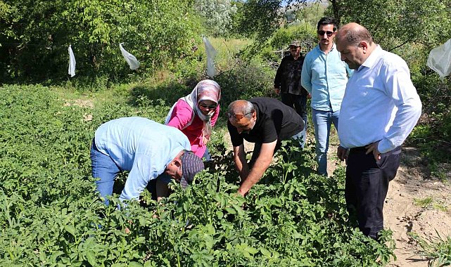Erzincan'da patates üretimi devlet eliyle yaygınlaşıyor