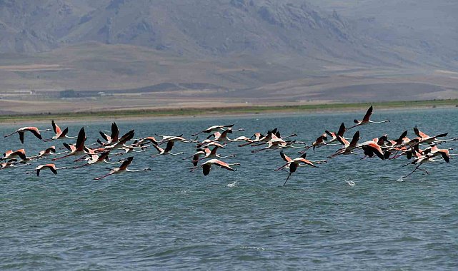 Flamingolar kuraklığa rağmen Erçek Gölü'nde