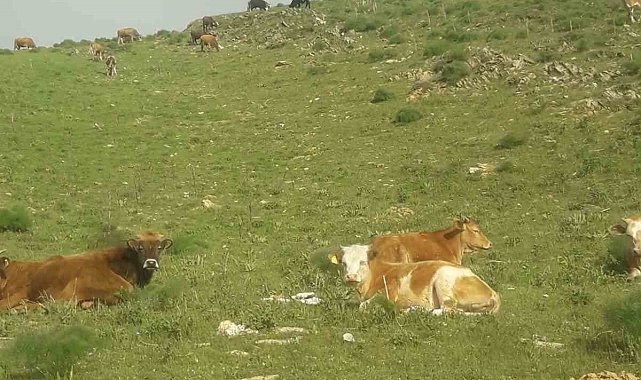 Gevaş'ta 15 büyükbaş hayvan kayboldu