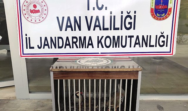 Gevaş'ta kafes avcılığı yapan 1 kişi jandarmaya takıldı