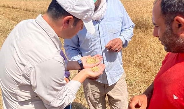 Güroymak'ta hububat hasadı başladı