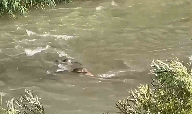 Hakkari'de 3 su samuru görüntülendi