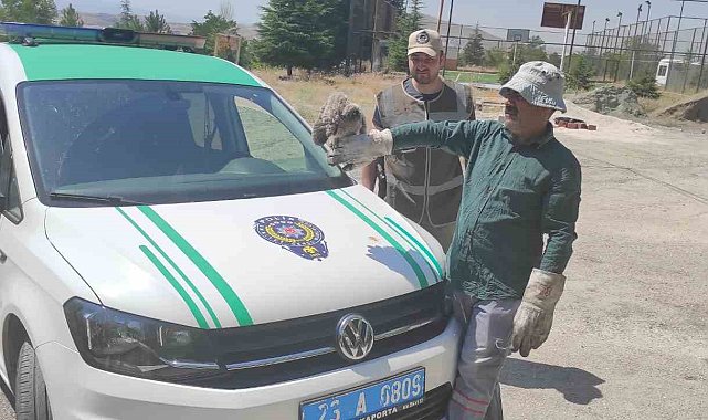 HAYDİ tarafından bulunan yavru baykuş tedavi altına alındı
