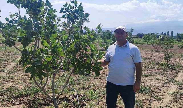 Iğdır Üniversitesi'nde Antep fıstığı parselinde bu yıl ilk hasat yapılacak