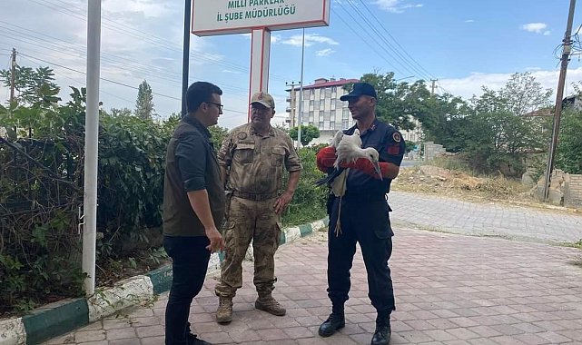 Iğdır'da yaralı leylek tedavi altına alındı