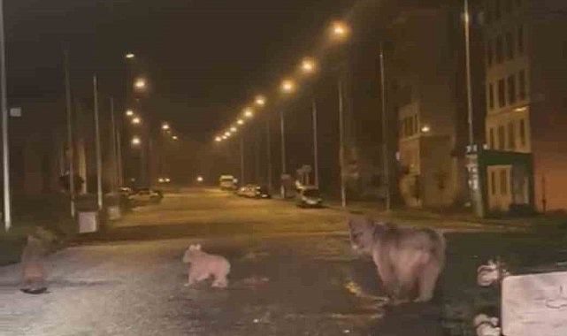 İlçe merkezine inen anne ayı ile 2 yavrusu kamerayla yakalandı