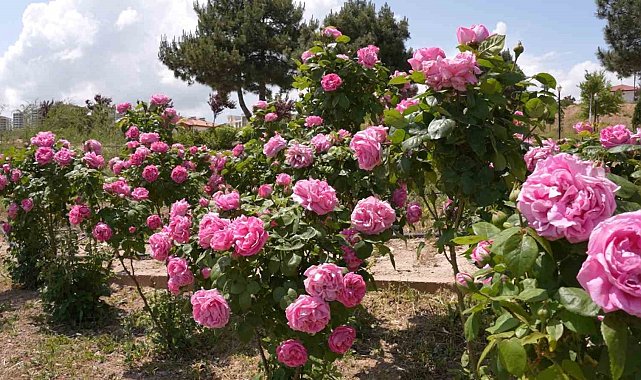 Isparta gülünden 'gül toniği' ürettiler