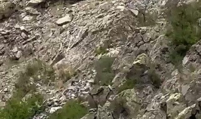 İspir'de yaban keçileri görüntülendi