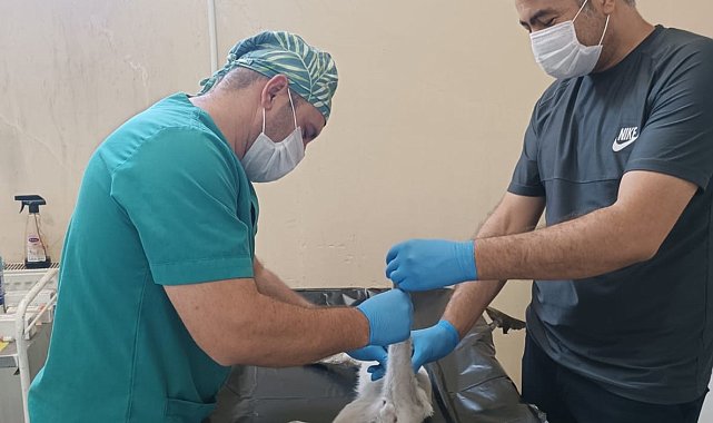 Jandarma ekibi sokak kedisi için harekete geçti