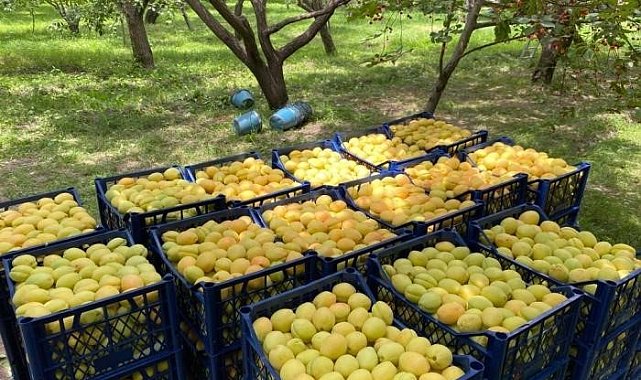 Kağızman kayısısı pazarlarda yerini aldı