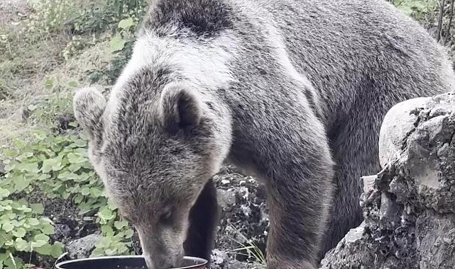 Kamp alanına gelen ayıyı vatandaşlar besliyor