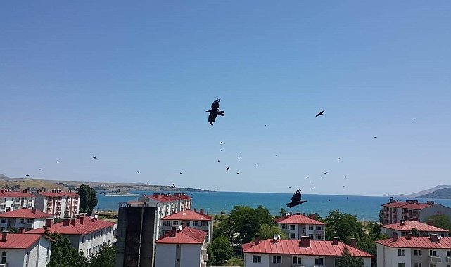 Kargalar Tatvan'ı adeta istila etti