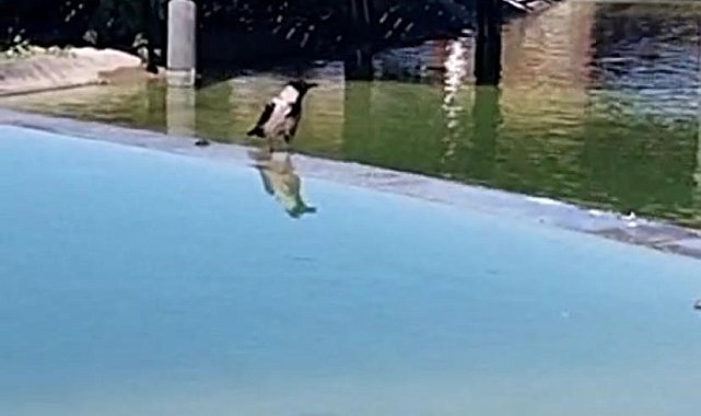 Karganın ağzından çıkanı duyanlar, neye uğradıklarını şaşırdı