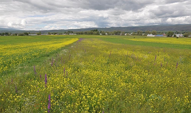 Kars rengarenk çiçek açtı