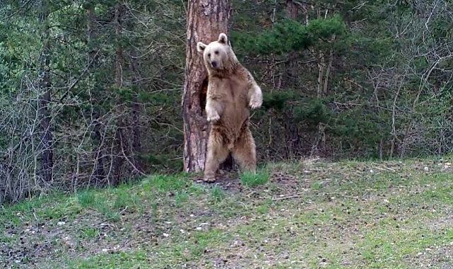 Sarıkamış'ta bozayıların kaşındığı ağaçlar ve çevresinde kesim yapılmayacak