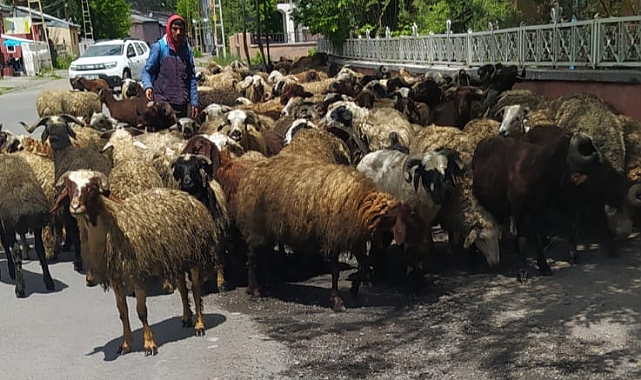 Kars'ta şehir içinde hayvan sürüleri dikkat çekiyor