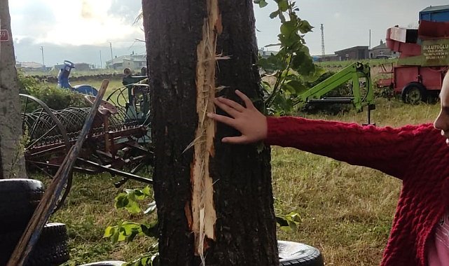 Kars'ta bir evin bahçesindeki ağaca yıldırım düştü