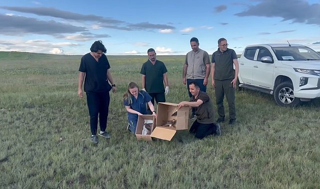 Kars'ta Kerkenezler doğaya bırakıldı