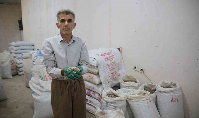 Kenger bitkisinden kentin ekonomisine 2 milyon dolar katkı