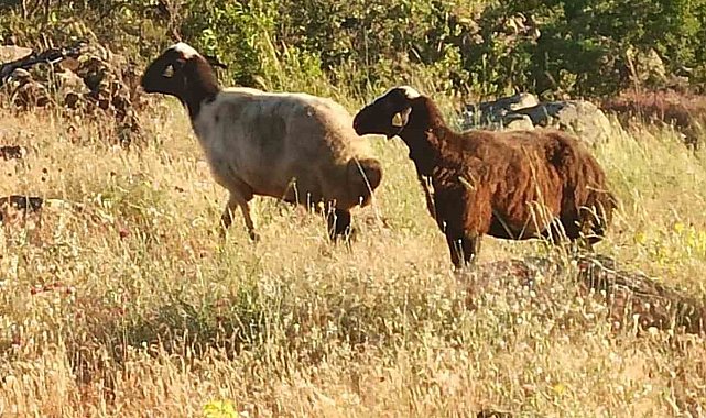 Kesime giderken kaçan kurbanlık koyunları jandarma buldu