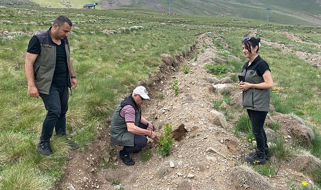 Konaklı'ya 43 bin ağaç dikildi