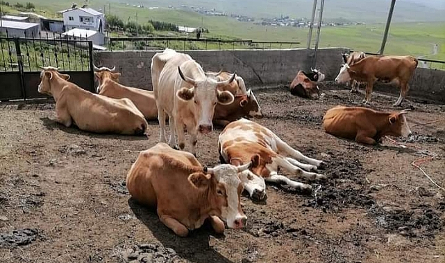 Köylünün zararı karşılanmalı