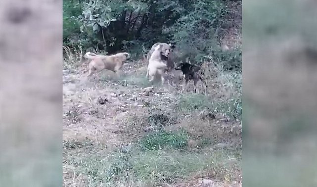Köyün yakınlarına kadar inen boz ayıya çoban köpekleri geçit vermedi