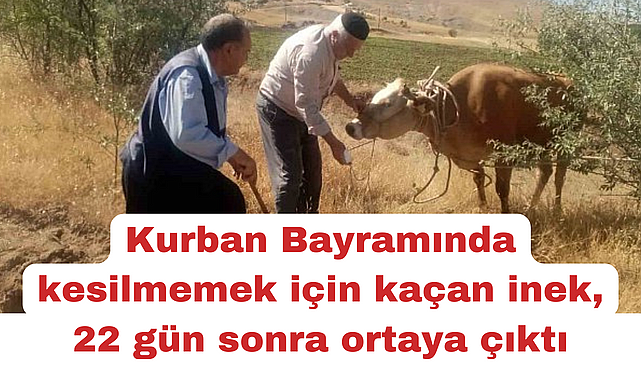 Kurban Bayramında kesilmemek için kaçan inek, 22 gün sonra ortaya çıktı