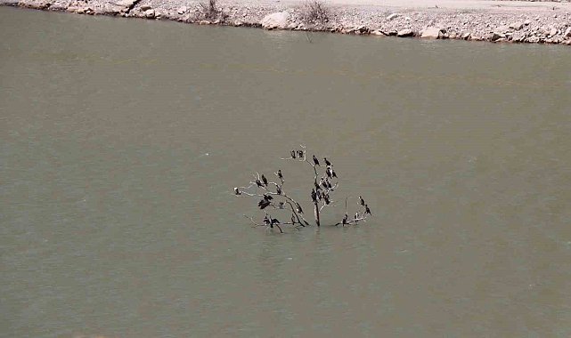 Kuruyan ağaç karabatak kuşlarına sığınak oldu