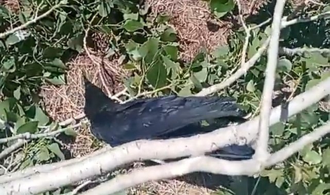 Mahsur kaldığı ağaçtan kurtarıldı, kana kana su içti