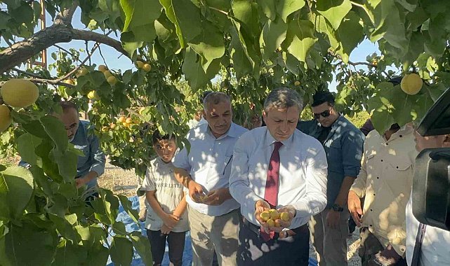 Malatya&#039;da kayısı hasadı sürüyor, hedef 750 milyon dolarlık ihracat