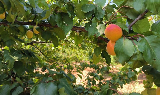 Malatya&#039;da kayısı hasadı sürüyor
