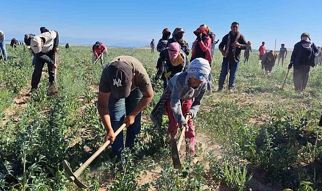 Mevsimlik işçilerin kavurucu sıcakta ekmek mücadelesi