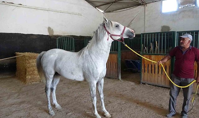 Milyonluk taylar görücüye çıkıyor